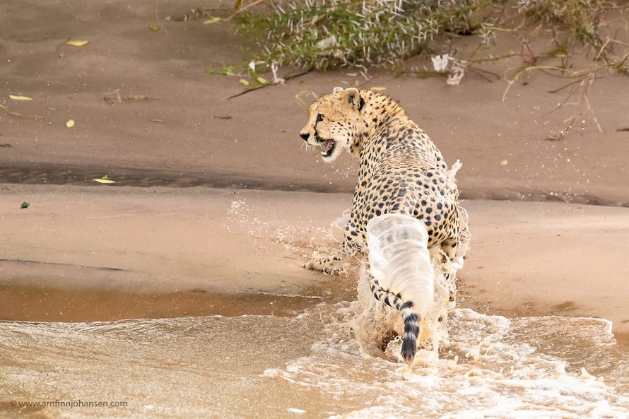 Des photographes ont eu la chance de voir 5 guépards traverser une rivière en crue infestée de crocodiles