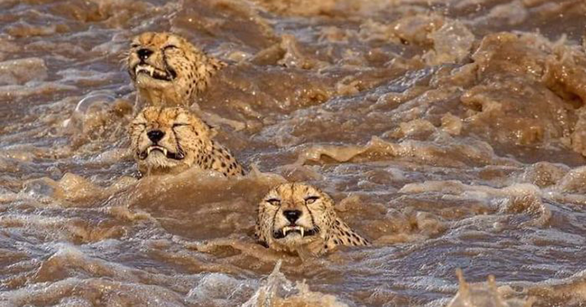Des photographes ont eu la chance de voir 5 guépards traverser une rivière en crue infestée de crocodiles