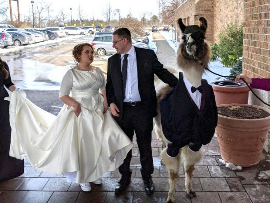 Cet homme a amené un lama en smoking au mariage de sa soeur et leurs photos sont devenues virales