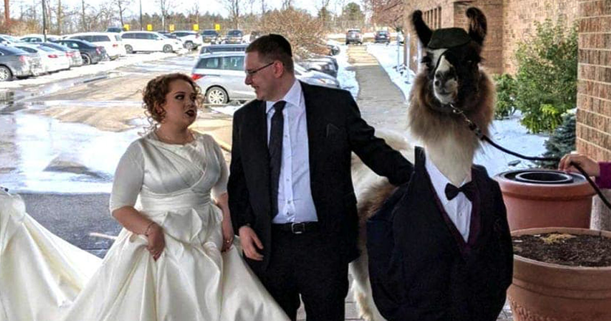 Cet homme a amené un lama en smoking au mariage de sa soeur et leurs photos sont devenues virales