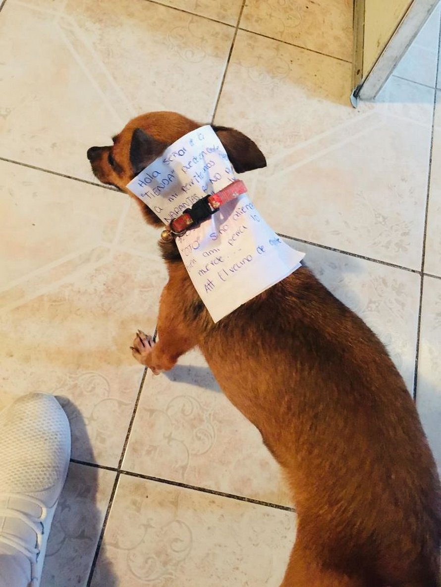 Ce gars en quarantaine a envoyé son chien en mission pour acheter des Cheetos et il a réussi