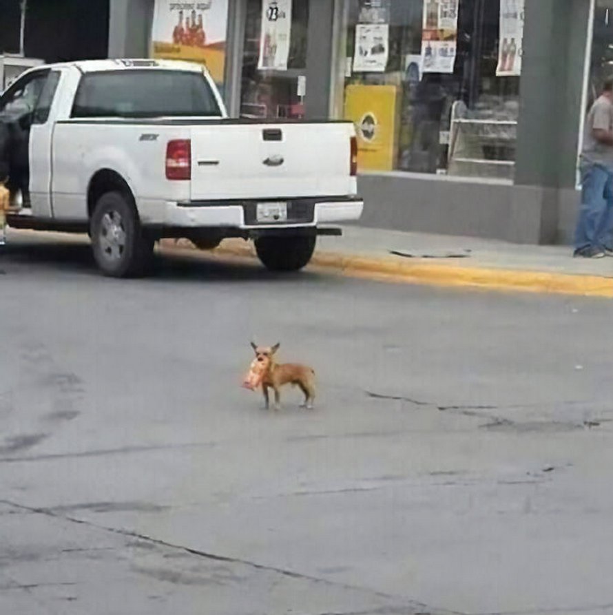 Ce gars en quarantaine a envoyé son chien en mission pour acheter des Cheetos et il a réussi