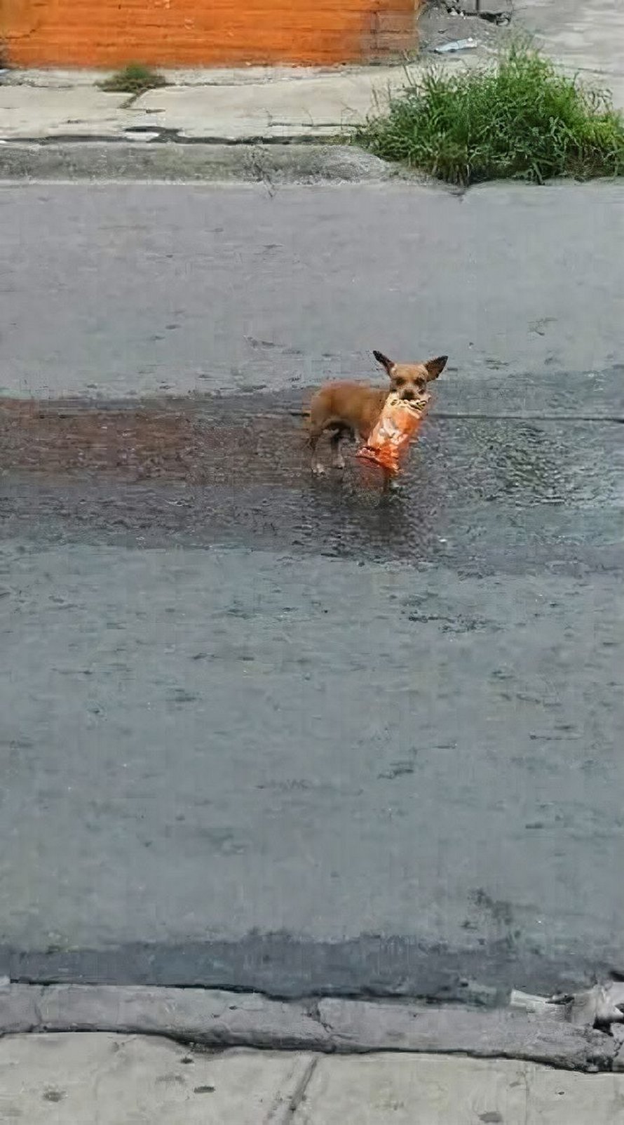 Ce gars en quarantaine a envoyé son chien en mission pour acheter des Cheetos et il a réussi