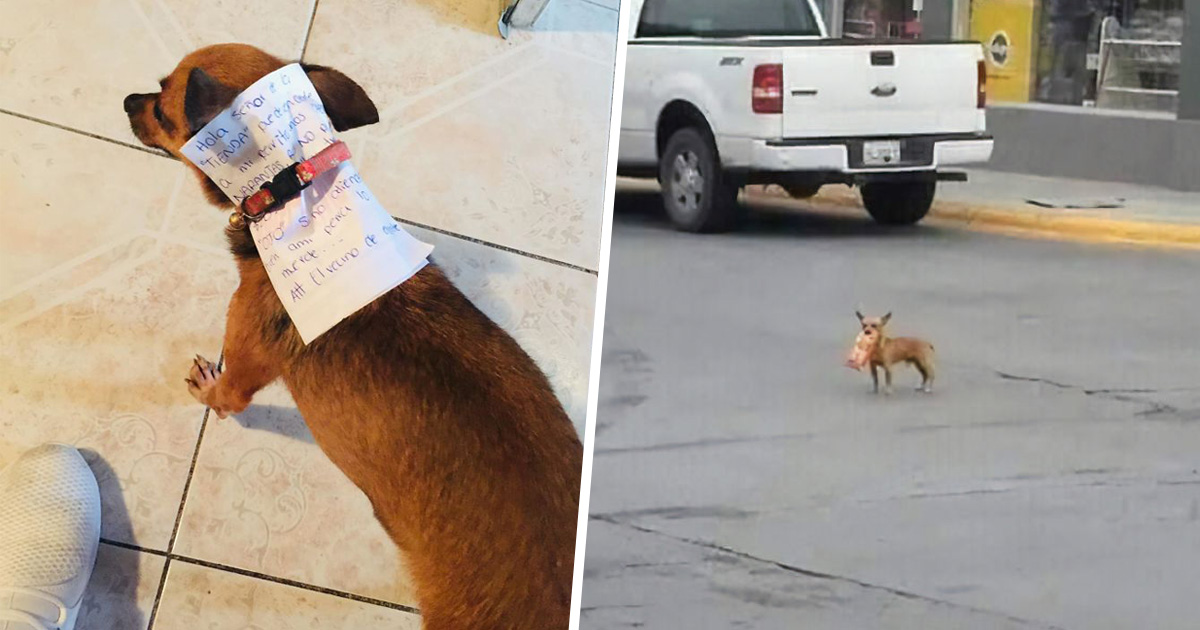 Ce gars en quarantaine a envoyé son chien en mission pour acheter des Cheetos et il a réussi