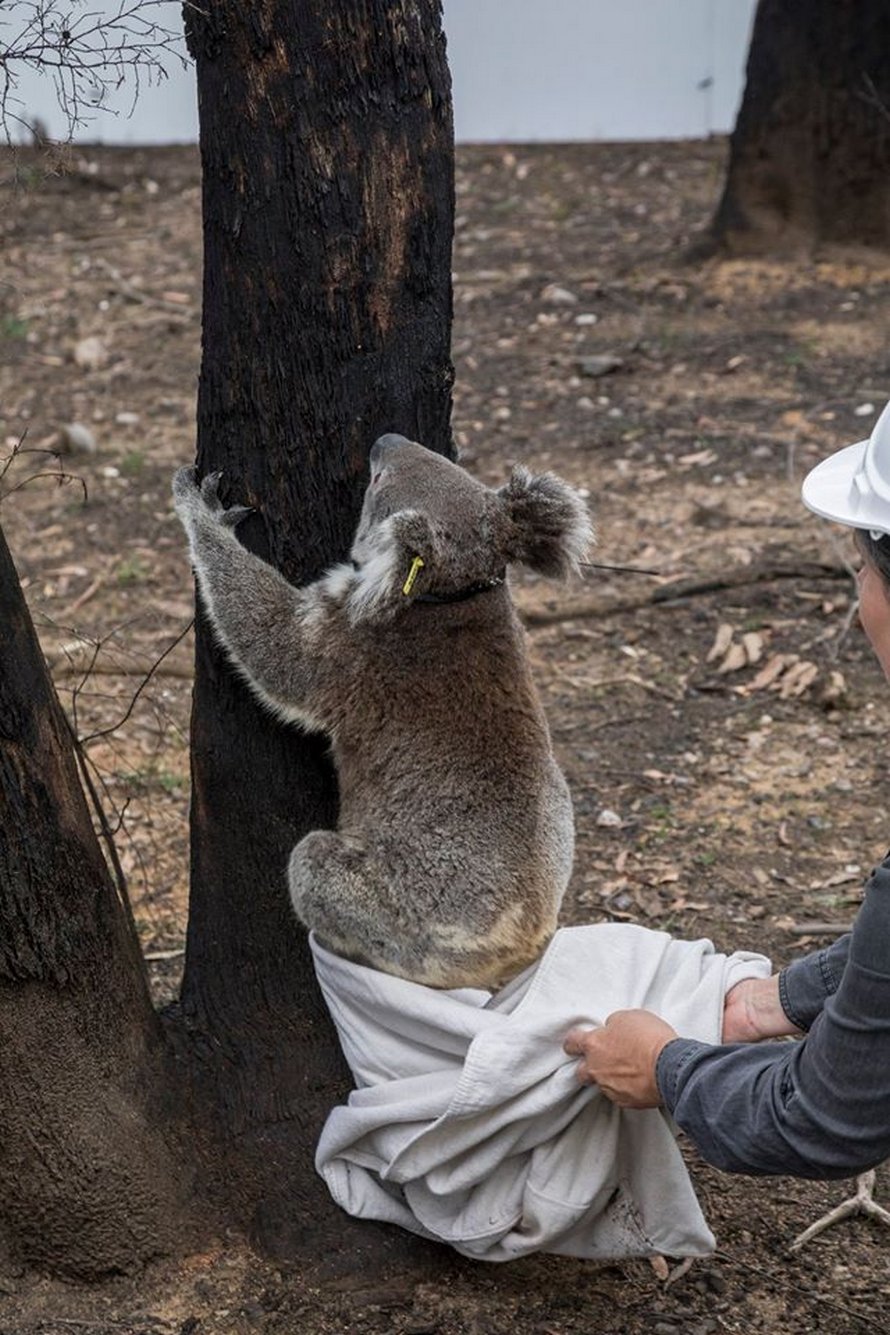 https://www.ipnoze.com/wordpress/wp-content/uploads/2020/03/koalas-relaches-nature-apres-incendies-australie-003.jpg