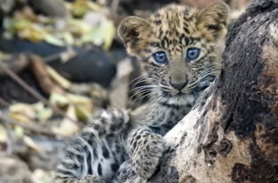 Cette Maman Lionne A Adopte Un Bebe Leopard Malade Comme Si C Etait Son Petit Ipnoze Cette Maman Lionne A Adopte Un Bebe Leopard Malade Comme Si C Etait Son Petit Ipnoze