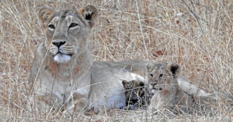 Cette maman lionne a adopté un bébé léopard malade comme si c’était son petit