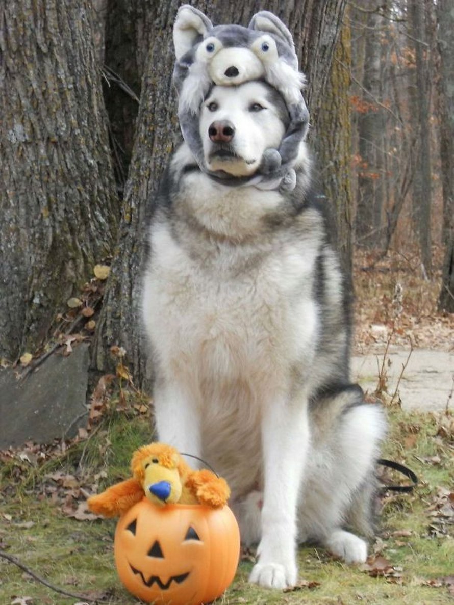 https://www.ipnoze.com/wordpress/wp-content/uploads/2020/03/malamutes-alaska-droles-030.jpg