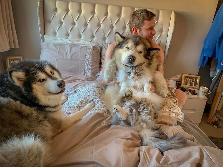 https://www.ipnoze.com/wordpress/wp-content/uploads/2020/03/malamutes-alaska-droles-032.jpg
