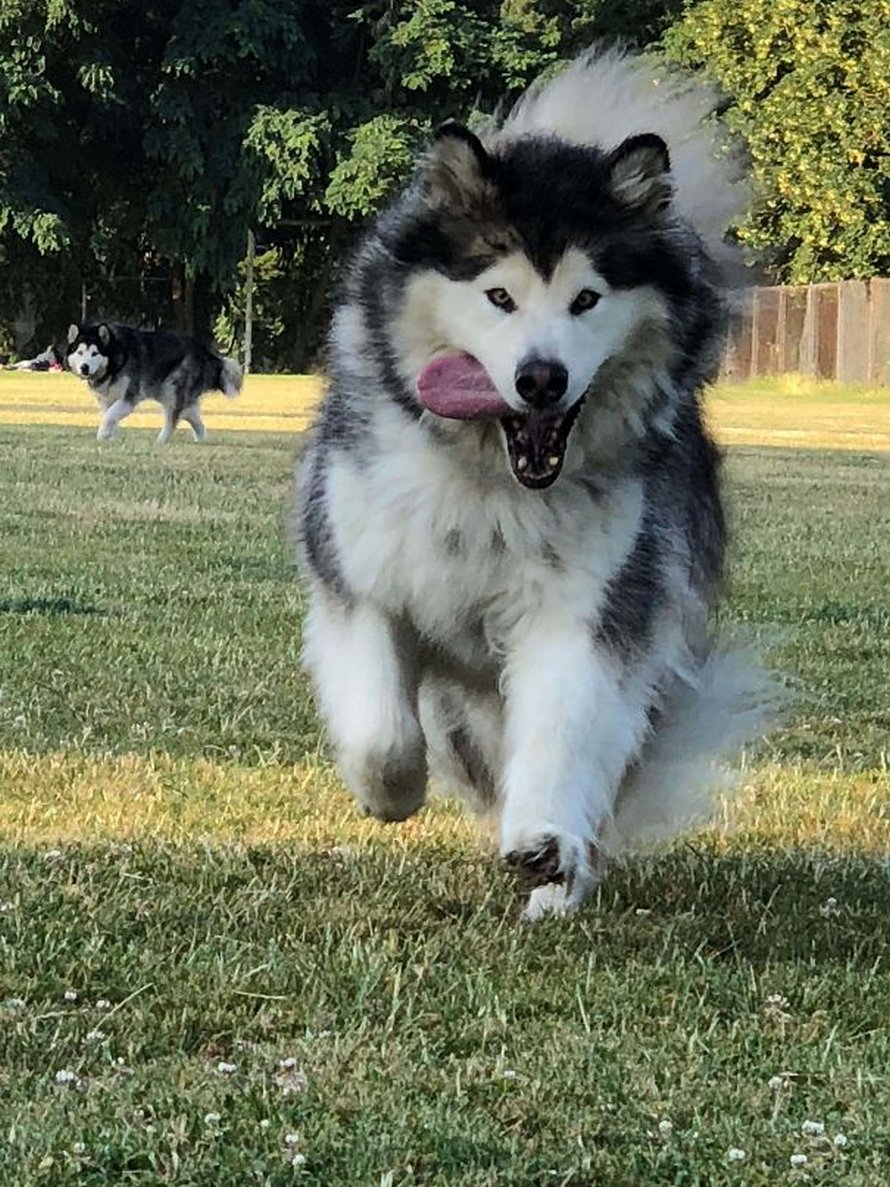 https://www.ipnoze.com/wordpress/wp-content/uploads/2020/03/malamutes-alaska-droles-038.jpg
