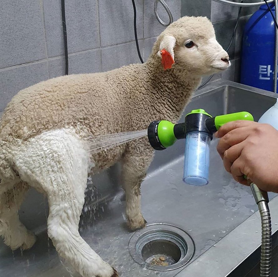 Ce café de moutons en Corée a partagé des photos virales d’un mouton qui se fait laver