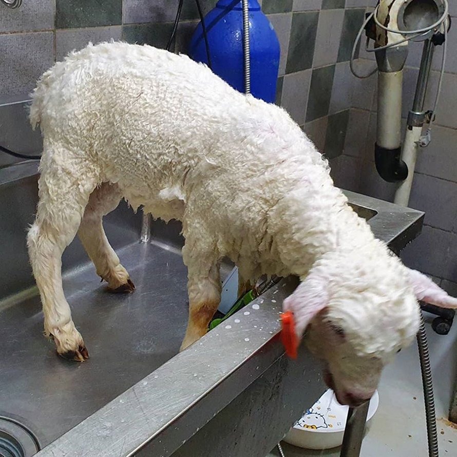 Ce café de moutons en Corée a partagé des photos virales d’un mouton qui se fait laver