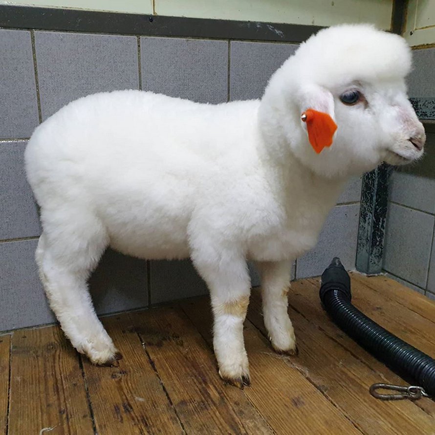 Ce café de moutons en Corée a partagé des photos virales d’un mouton qui se fait laver