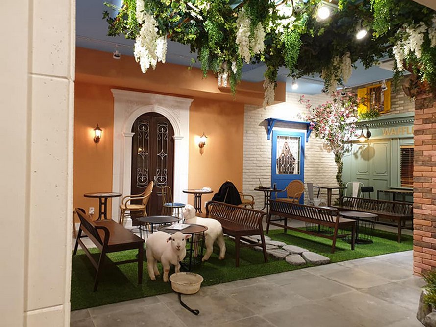 Ce café de moutons en Corée a partagé des photos virales d’un mouton qui se fait laver