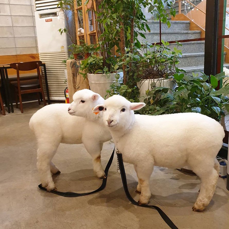 Ce café de moutons en Corée a partagé des photos virales d’un mouton qui se fait laver