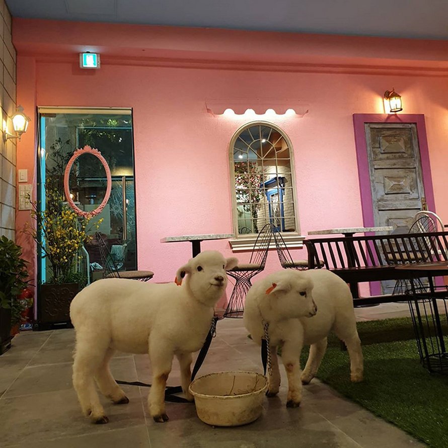 Ce café de moutons en Corée a partagé des photos virales d’un mouton qui se fait laver