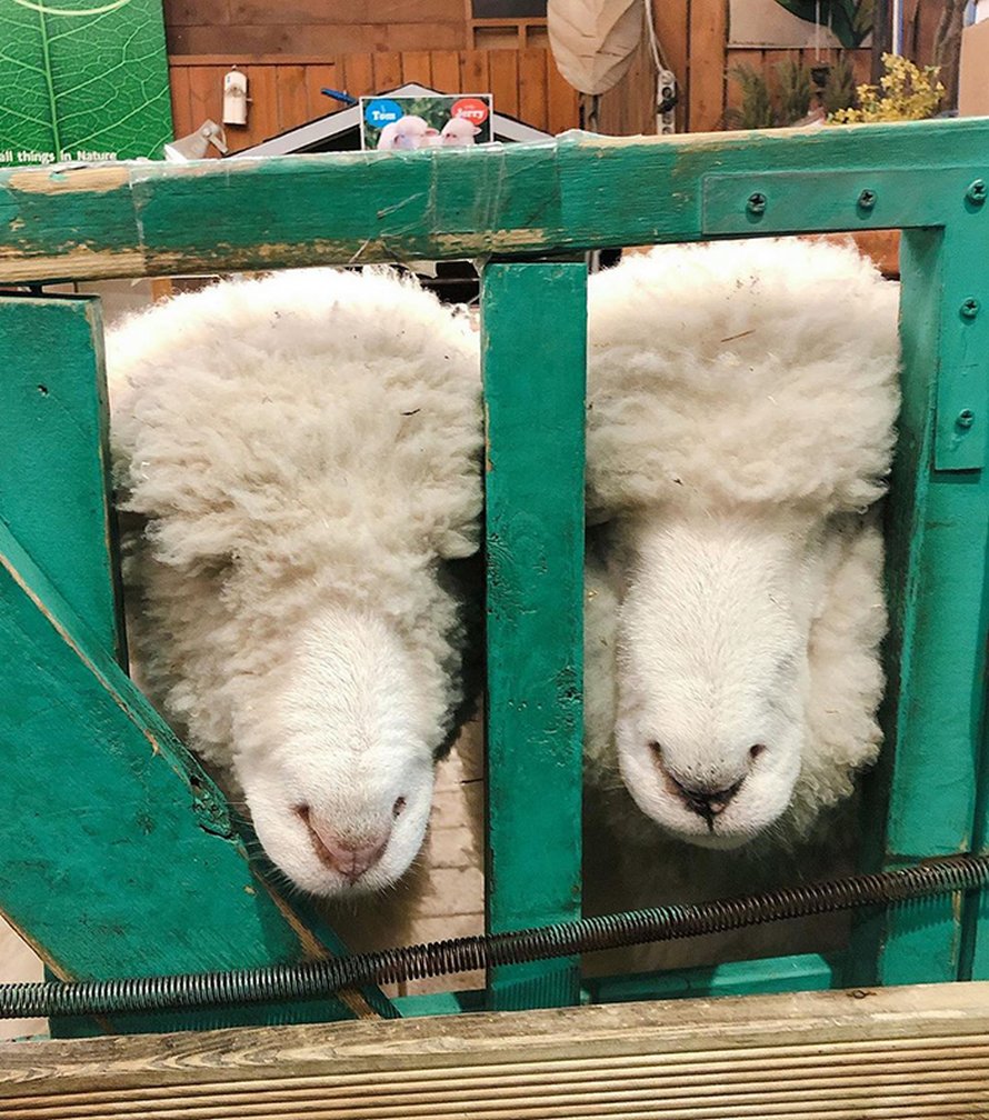 Ce café de moutons en Corée a partagé des photos virales d’un mouton qui se fait laver