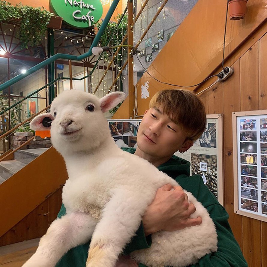 Ce café de moutons en Corée a partagé des photos virales d’un mouton qui se fait laver