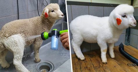 Ce café de moutons en Corée a partagé des photos virales d&#8217;un mouton qui se fait laver