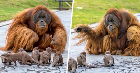 Des orangs-outans deviennent amis avec des loutres qui traversent souvent leur enclos à la nage dans un zoo de Belgique