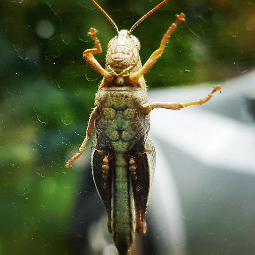 24 fois où des gens ont vu des paréidolies et les ont immortalisées pour que tout le monde puisse les voir (nouvelles images)