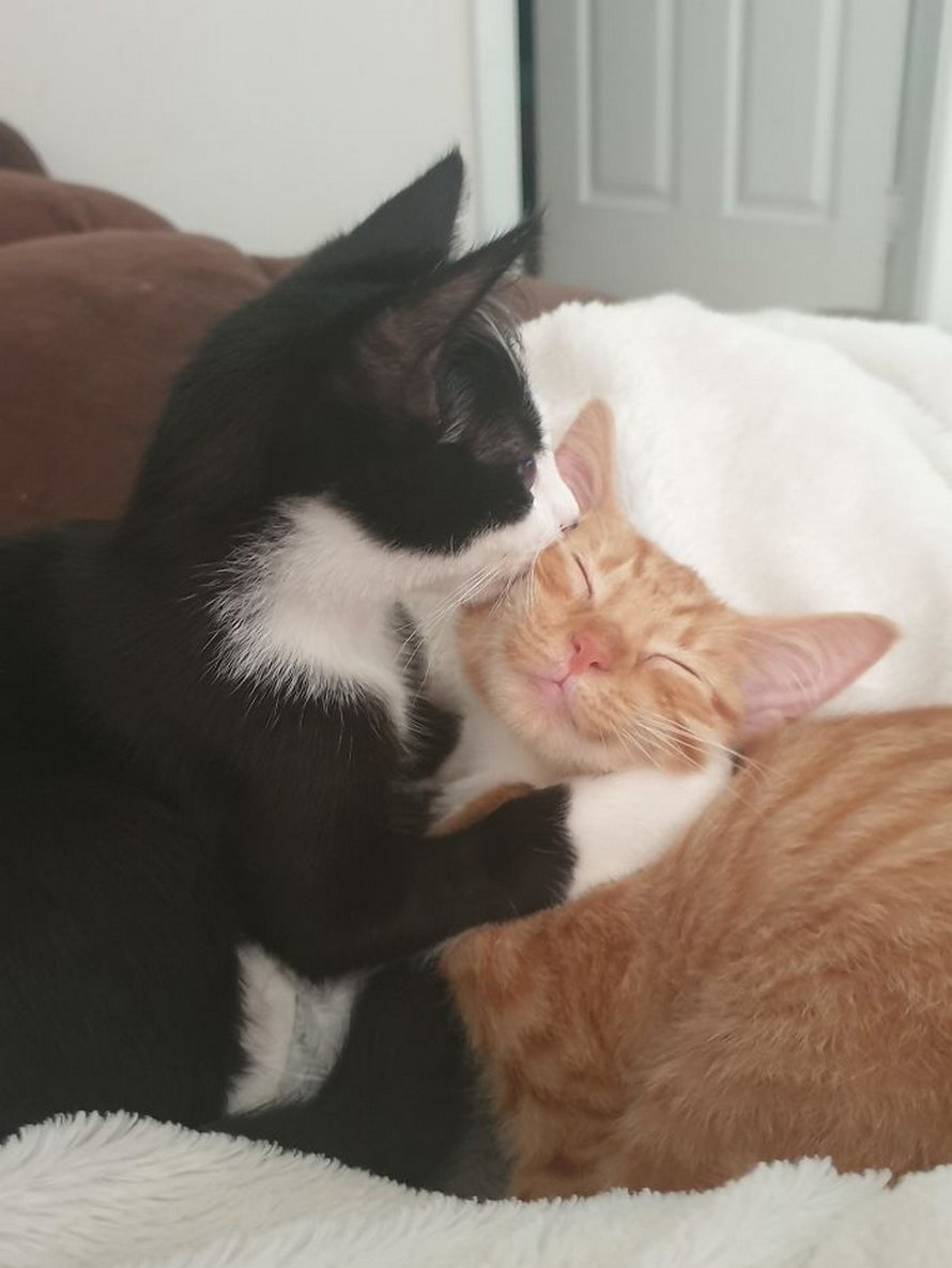 Voici les photos d’animaux secourus les plus sympas de ce mois-ci (édition de mars)