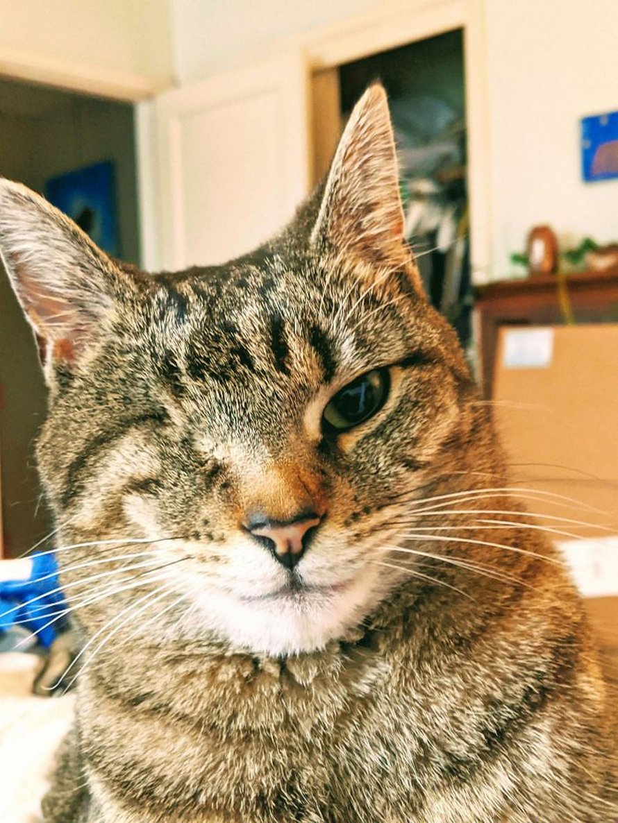 Voici les photos d’animaux secourus les plus sympas de ce mois-ci (édition de mars)
