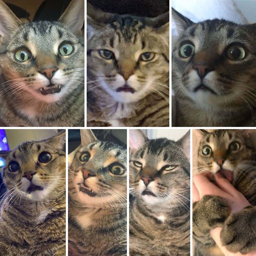 Voici les photos d’animaux secourus les plus sympas de ce mois-ci (édition de mars)