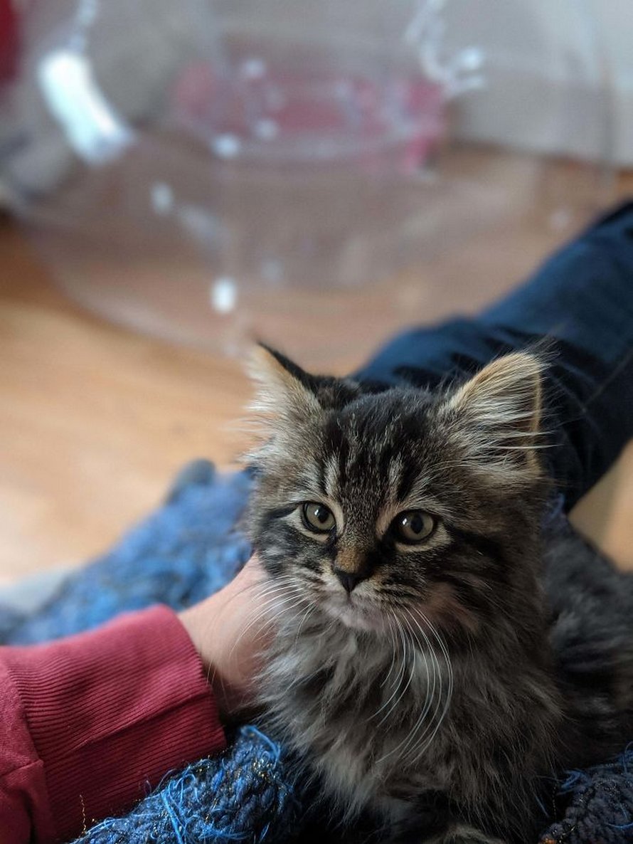 Voici les photos d’animaux secourus les plus sympas de ce mois-ci (édition de mars)