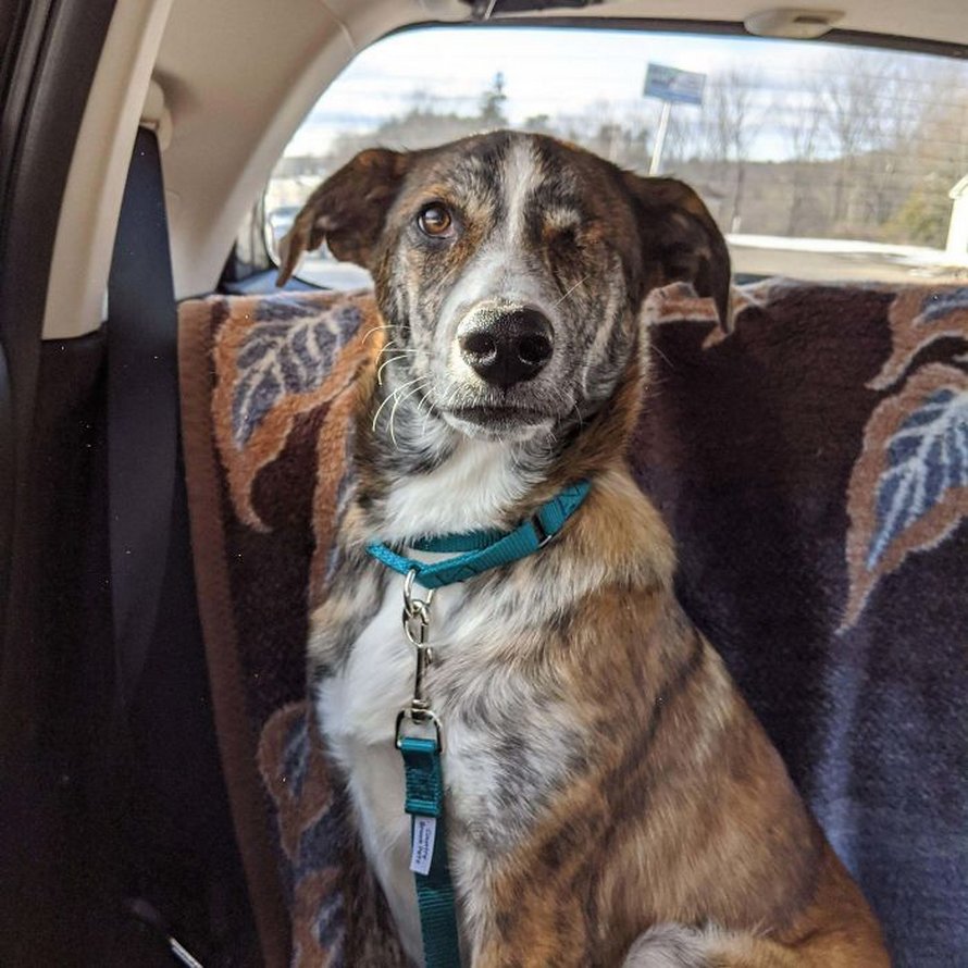 Voici les photos d’animaux secourus les plus sympas de ce mois-ci (édition de mars)