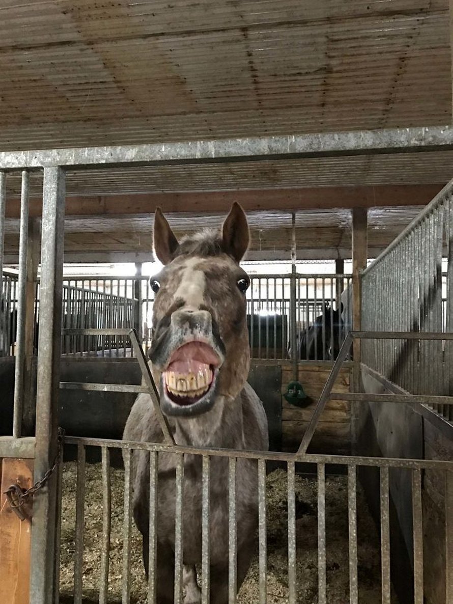 Voici les photos d’animaux secourus les plus sympas de ce mois-ci (édition de mars)