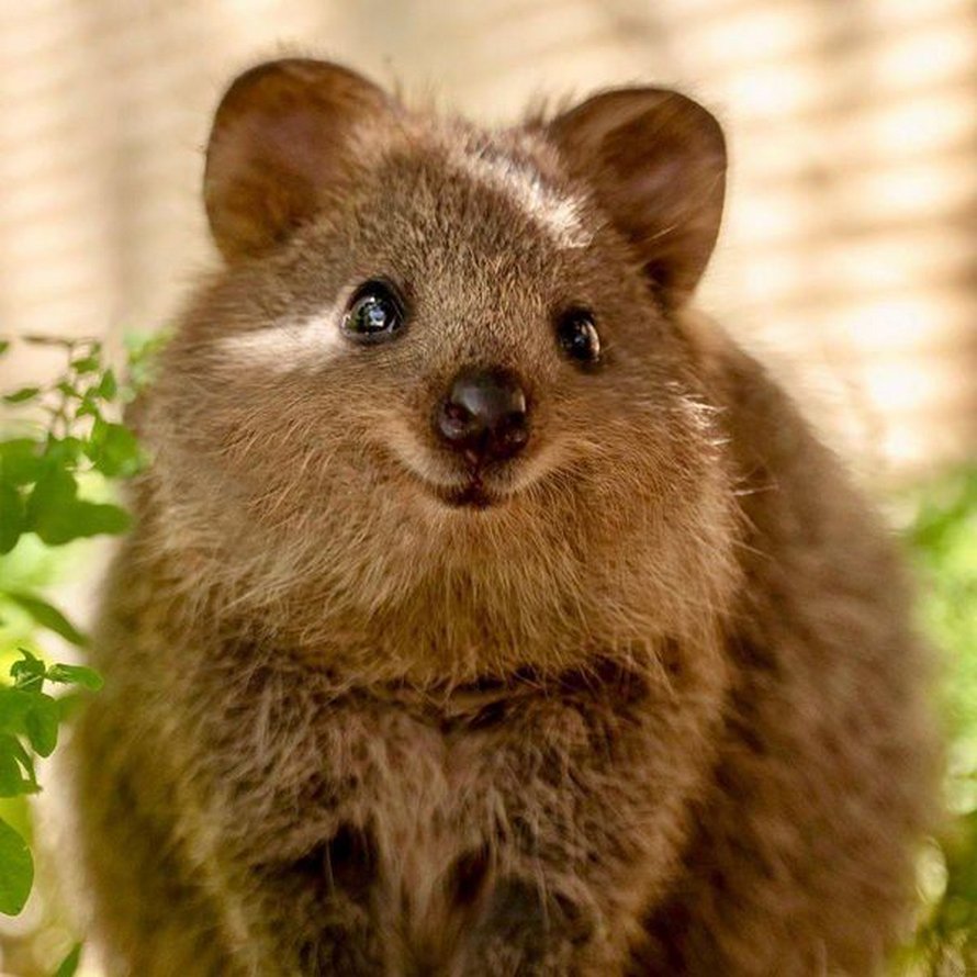 Les quokkas sont si mignons que les gens ne croient pas qu’ils sont réels
