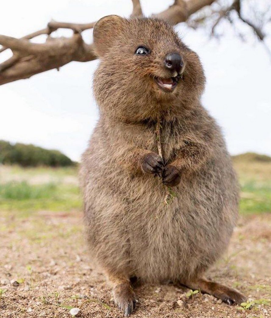 Les quokkas sont si mignons que les gens ne croient pas qu’ils sont réels