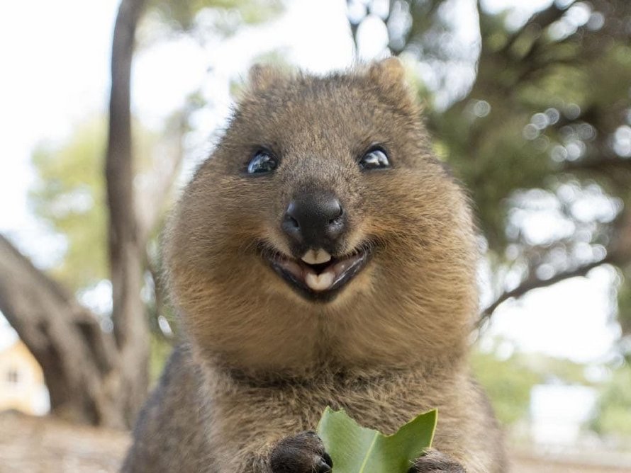 Les quokkas sont si mignons que les gens ne croient pas qu’ils sont réels