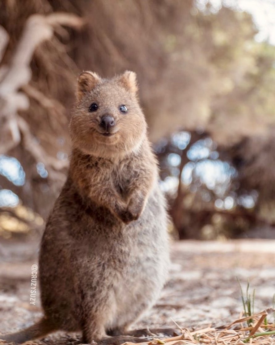 Les quokkas sont si mignons que les gens ne croient pas qu’ils sont réels