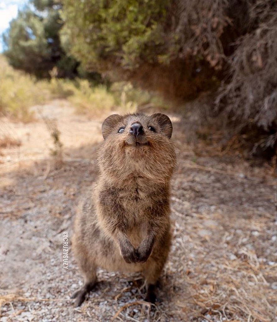 Les quokkas sont si mignons que les gens ne croient pas qu’ils sont réels