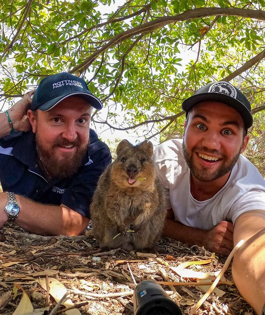 Les quokkas sont si mignons que les gens ne croient pas qu’ils sont réels