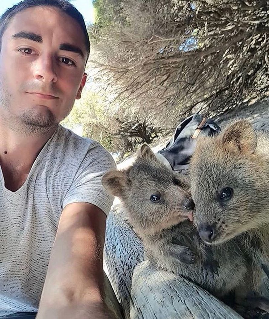Les quokkas sont si mignons que les gens ne croient pas qu’ils sont réels