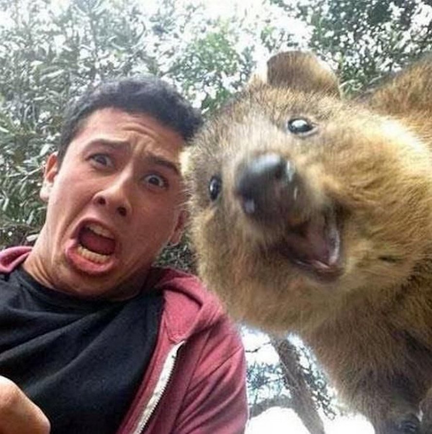 Les quokkas sont si mignons que les gens ne croient pas qu’ils sont réels