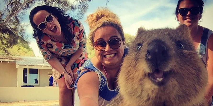 Les quokkas sont si mignons que les gens ne croient pas qu’ils sont réels