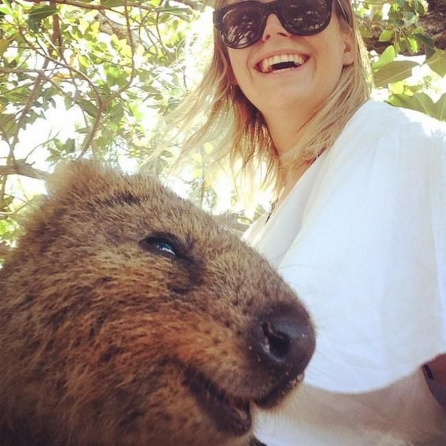 Les quokkas sont si mignons que les gens ne croient pas qu’ils sont réels