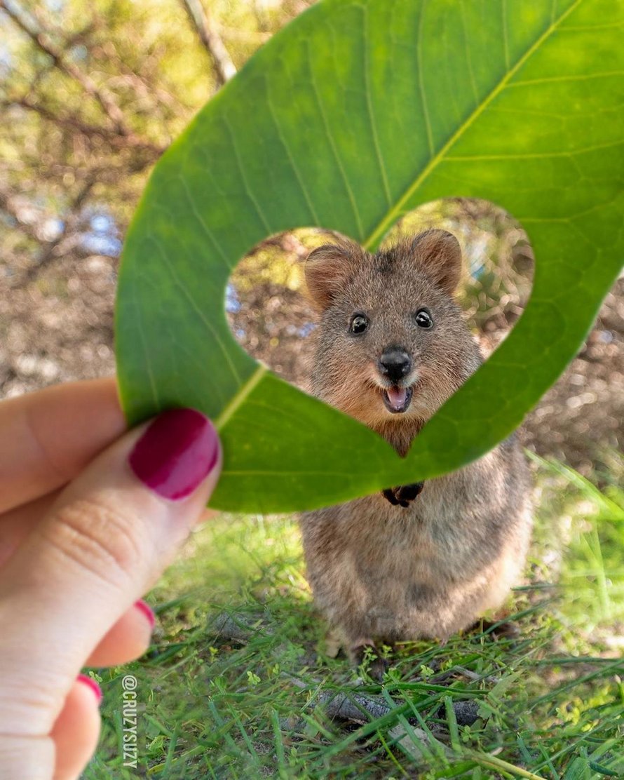 Les quokkas sont si mignons que les gens ne croient pas qu’ils sont réels