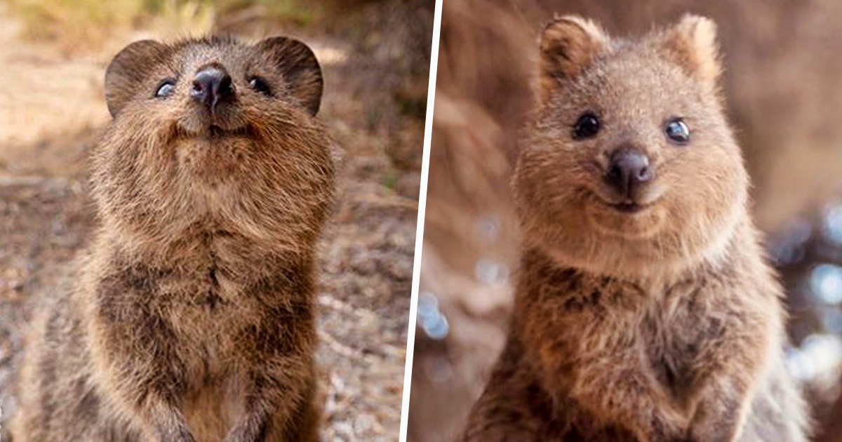 Les quokkas sont si mignons que les gens ne croient pas qu’ils sont réels
