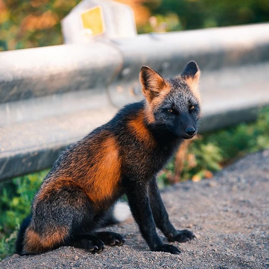 Un homme a gagné la confiance d’un renard noir et roux et a partagé de superbes photos de lui