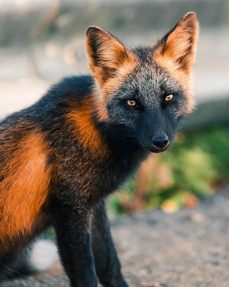 Un homme a gagné la confiance d’un renard noir et roux et a partagé de superbes photos de lui