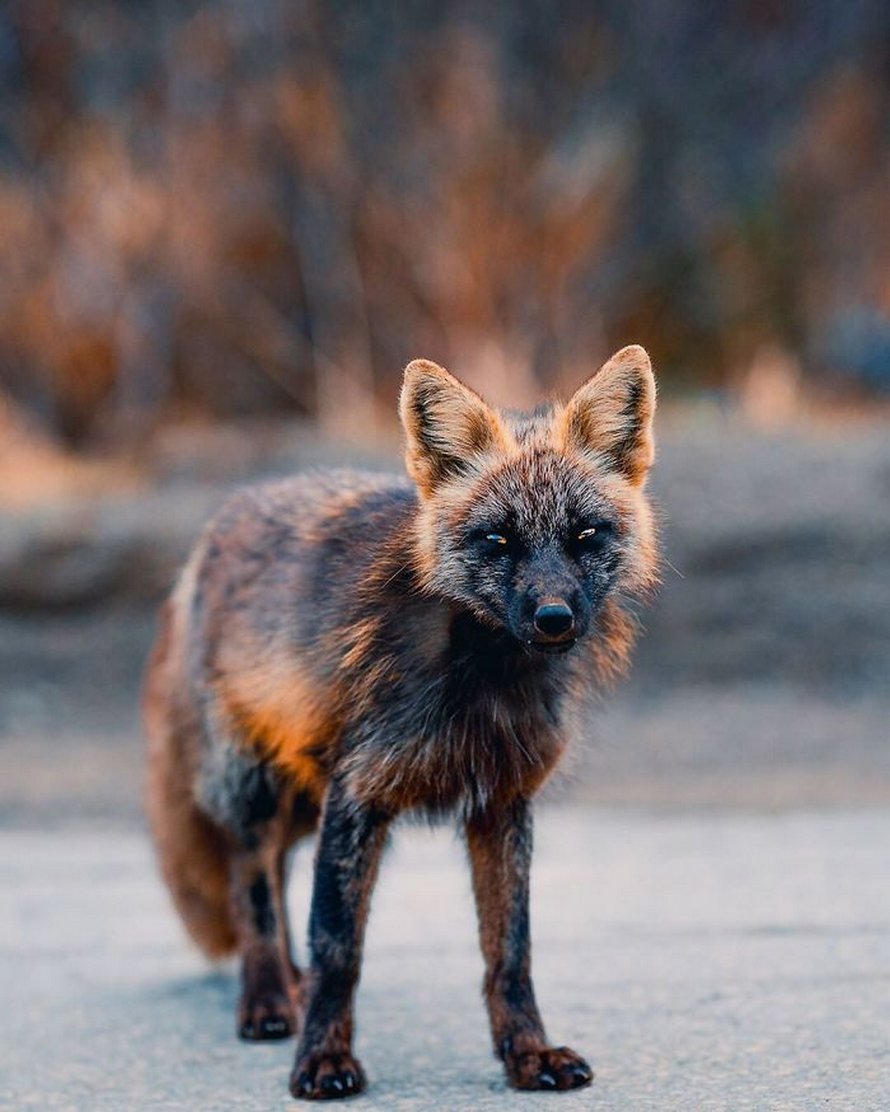 Un homme a gagné la confiance d’un renard noir et roux et a partagé de superbes photos de lui