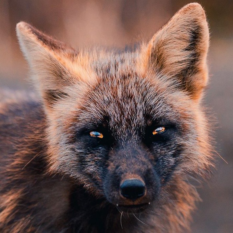 Un homme a gagné la confiance d’un renard noir et roux et a partagé de superbes photos de lui