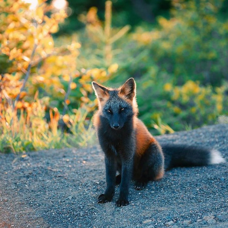 Un homme a gagné la confiance d’un renard noir et roux et a partagé de superbes photos de lui