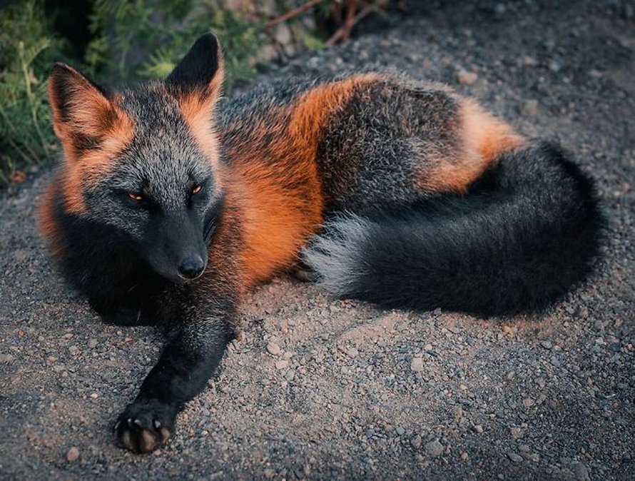 Un homme a gagné la confiance d’un renard noir et roux et a partagé de superbes photos de lui