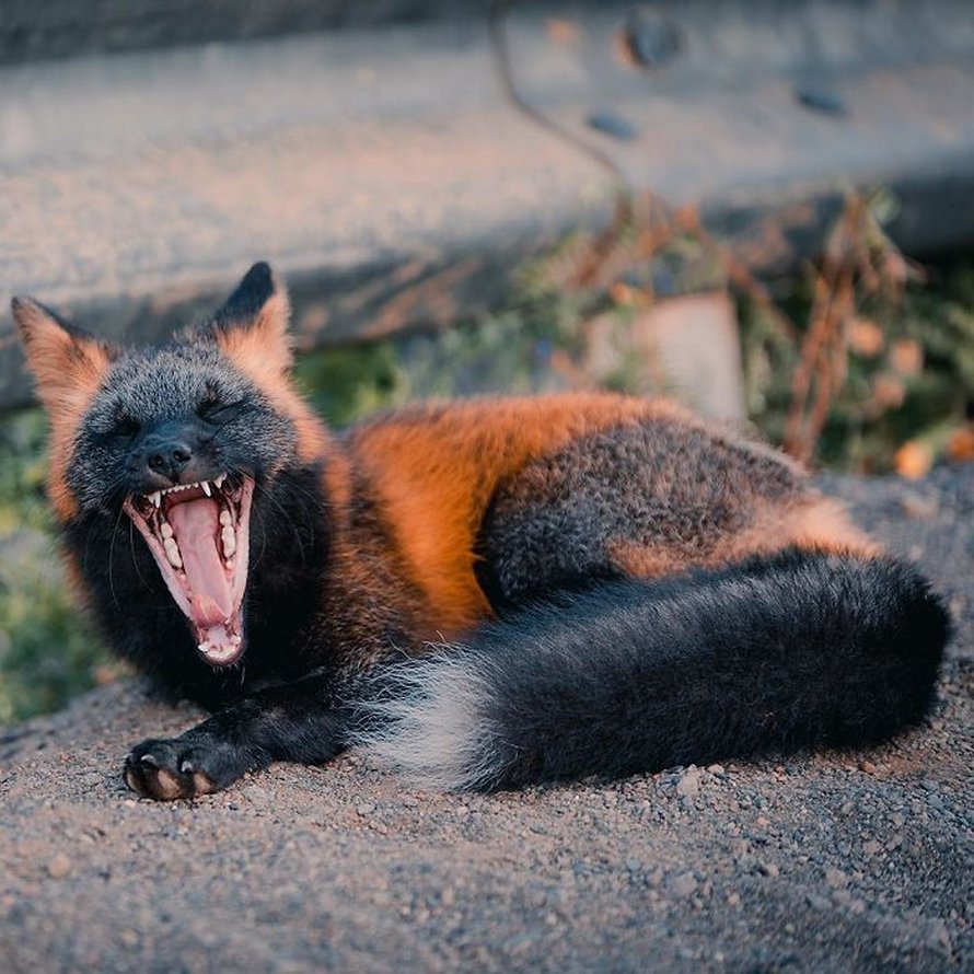 Un homme a gagné la confiance d’un renard noir et roux et a partagé de superbes photos de lui